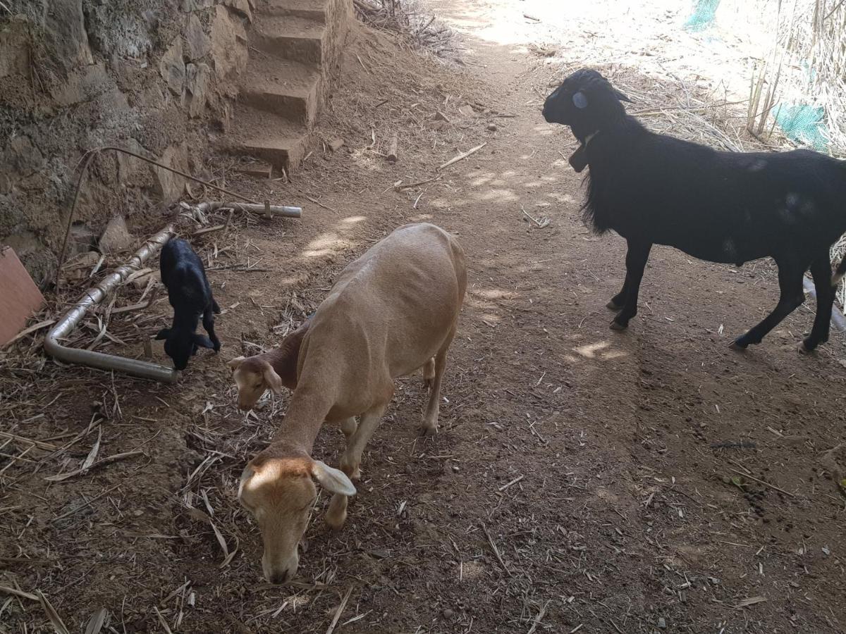 Finca Rural Torres Casas 1 Y 4 Bed & Breakfast 维加-德圣马特奥 外观 照片