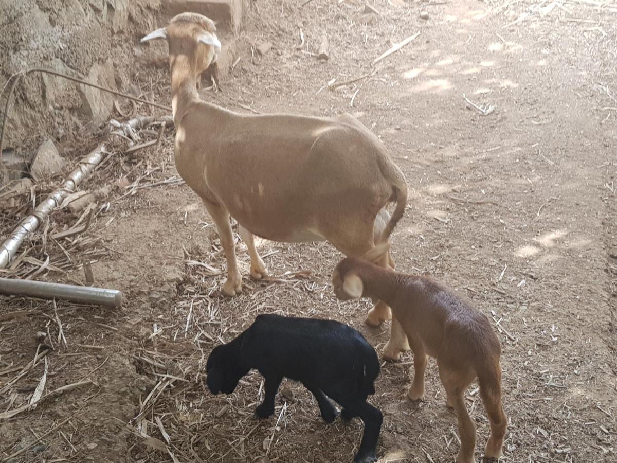 Finca Rural Torres Casas 1 Y 4 Bed & Breakfast 维加-德圣马特奥 外观 照片