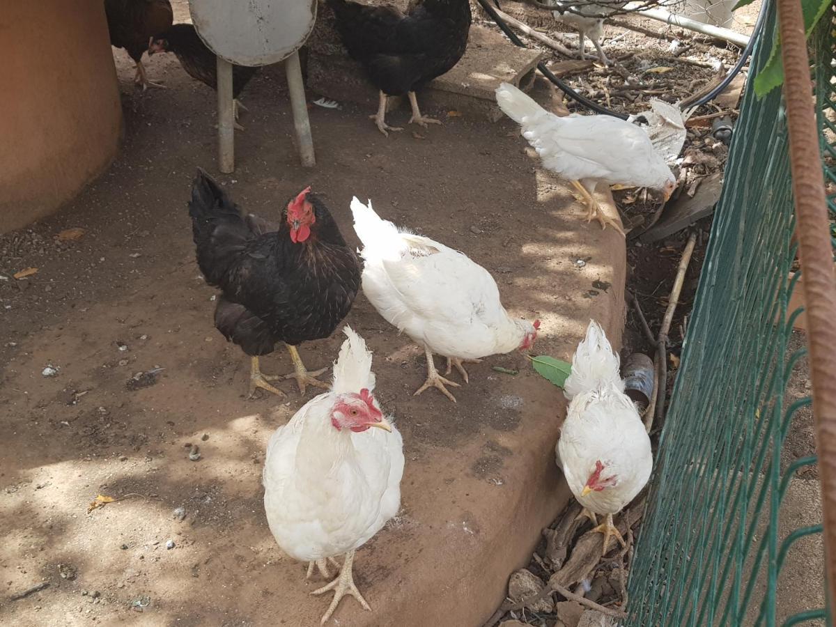 Finca Rural Torres Casas 1 Y 4 Bed & Breakfast 维加-德圣马特奥 外观 照片