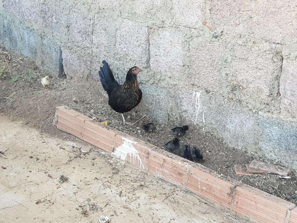 Finca Rural Torres Casas 1 Y 4 Bed & Breakfast 维加-德圣马特奥 客房 照片